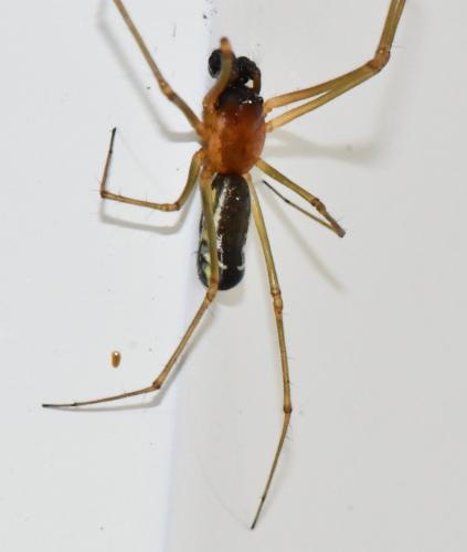 Réf. 323 506 : Neriene radiata